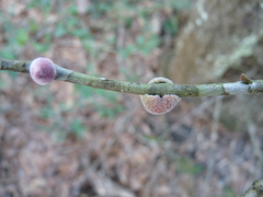 Callirhytis quercusventricosa