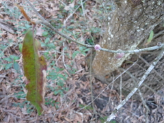 Callirhytis quercusventricosa