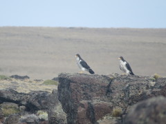 Daptrius albogularis