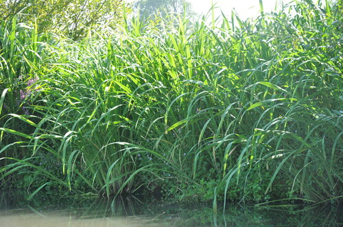 Image of Zizania latifolia by no rights reserved