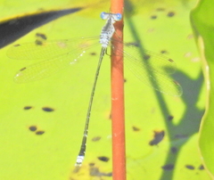 Lestes tridens