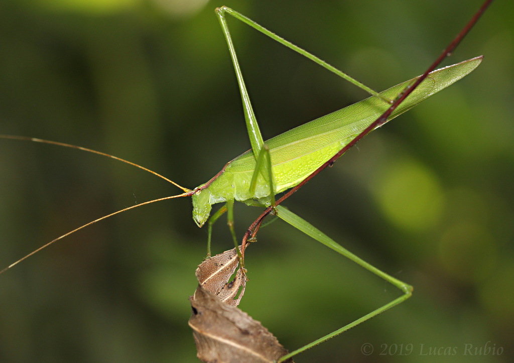 Hyperophora major