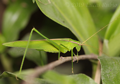 Hyperophora major