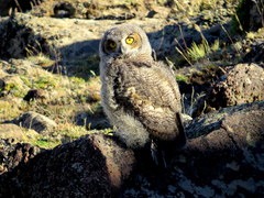 Bubo virginianus magellanicus