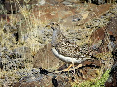 Thinocorus orbignyianus