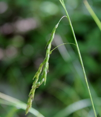 Carex debilis