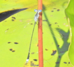 Lestes tridens