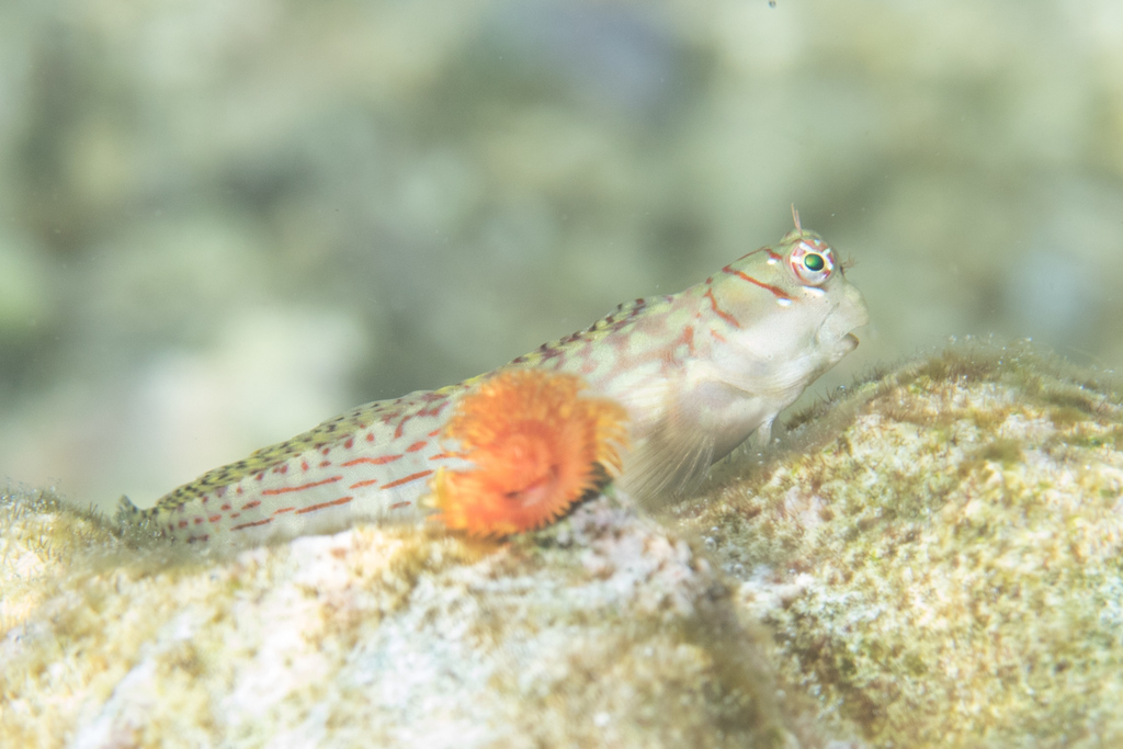 Dashed-line Blenny (Blenniella interrupta) - Marine Life Identification