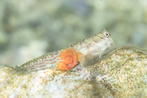 Dashed-line Blenny (Blenniella interrupta) · iNaturalist