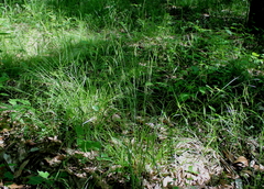 Carex debilis