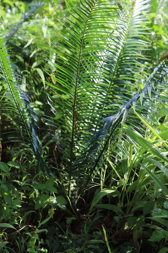 Encephalartos barteri image