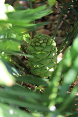 Encephalartos barteri image