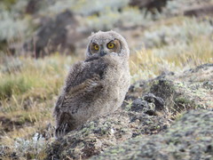 Bubo virginianus magellanicus
