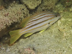 Lutjanus carponotatus