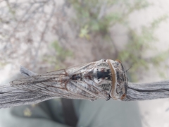 Tettigadini