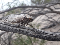 Tettigadini