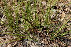 Carex tenax