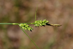 Carex tenax
