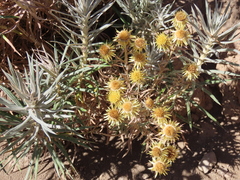 Carlina xeranthemoides image