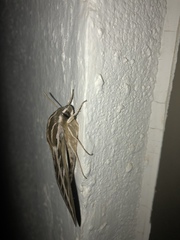 Hyles lineata