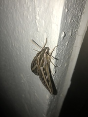 Hyles lineata