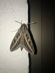 Hyles lineata