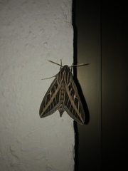 Hyles lineata