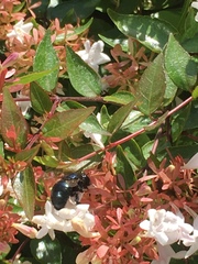 Xylocopa splendidula