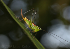 Conocephalus ochrotelus