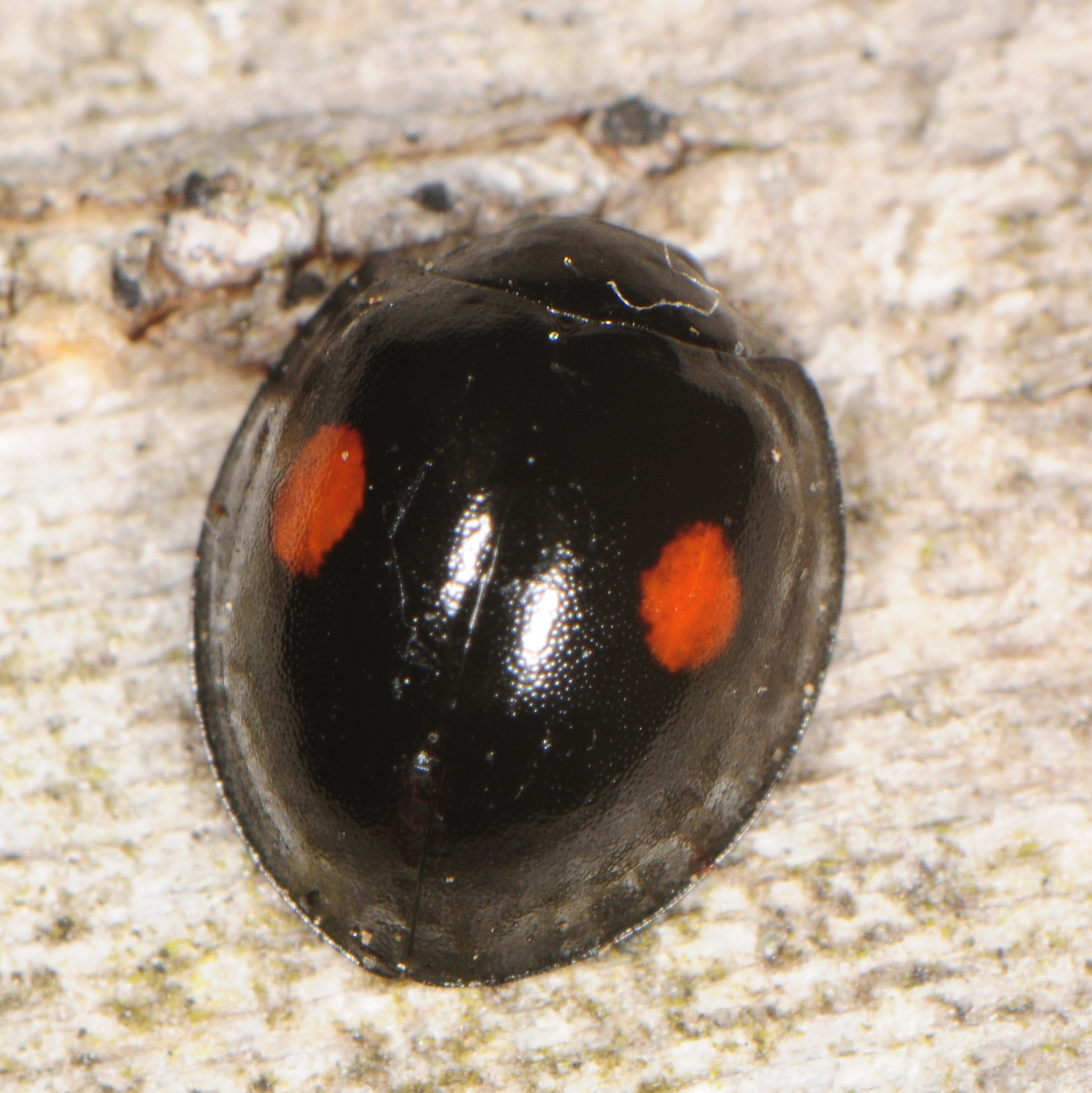 Twice-stabbed Lady Beetle (Chilocorus stigma) · iNaturalist