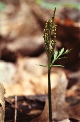 Botrychium angustisegmentum