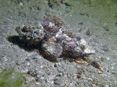 Scorpaenopsis macrochir
