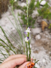 Psoralea aphylla