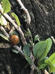 Aegithus clavicornis