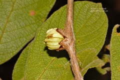 Combretum molle