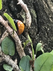 Aegithus clavicornis