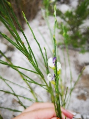 Psoralea aphylla