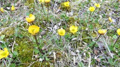Ranunculus sulphureus
