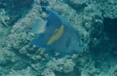 Pomacanthus maculosus