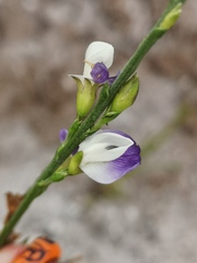 Psoralea aphylla