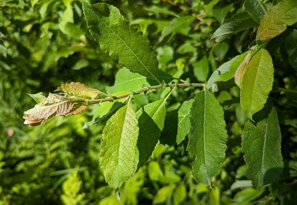 bebb's willow from Strait Shores, NB, Canada on July 12, 2023 at 04:13 ...