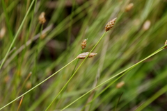 Eleocharis tuberculosa