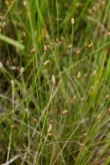 Eleocharis tuberculosa