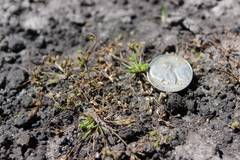 Fimbristylis perpusilla