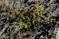 Fimbristylis perpusilla