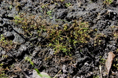 Fimbristylis perpusilla