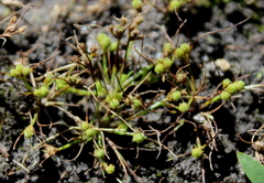 Fimbristylis perpusilla