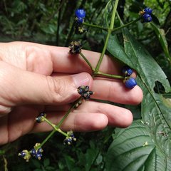 Palicourea caerulea