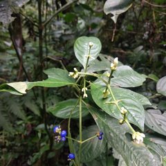 Palicourea caerulea