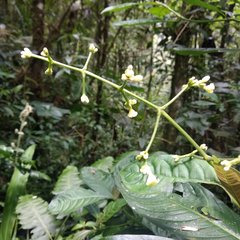 Palicourea caerulea